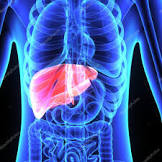 Liver stock image