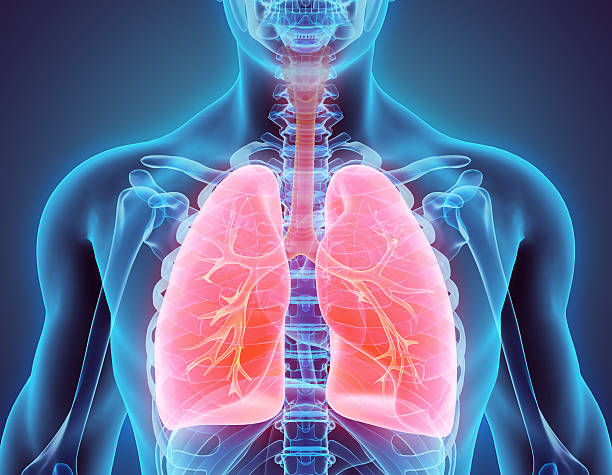 Lungs stock image
