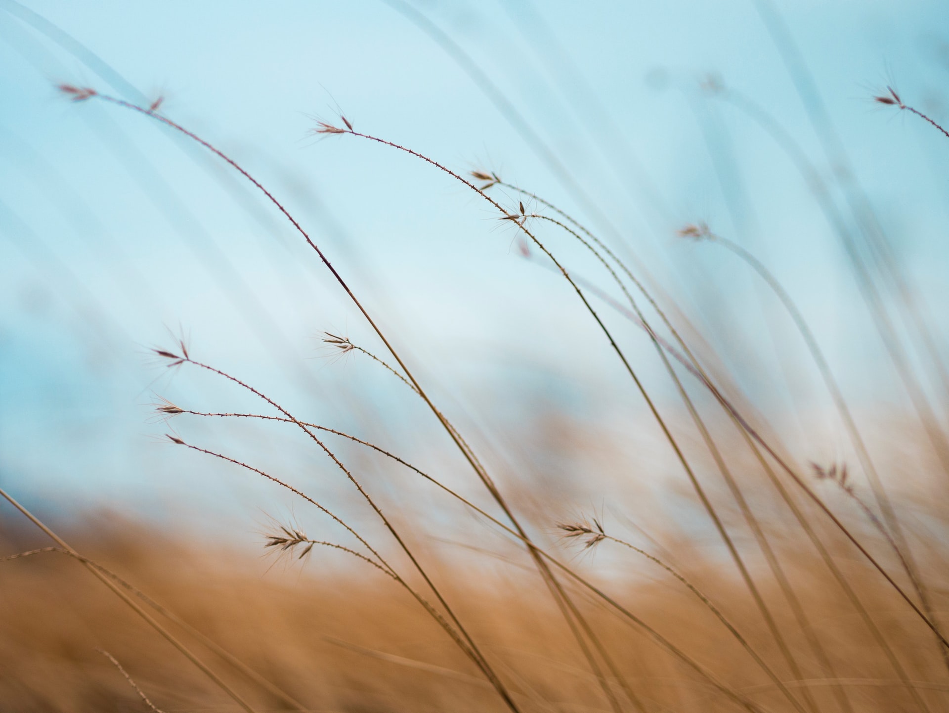 wheat in field