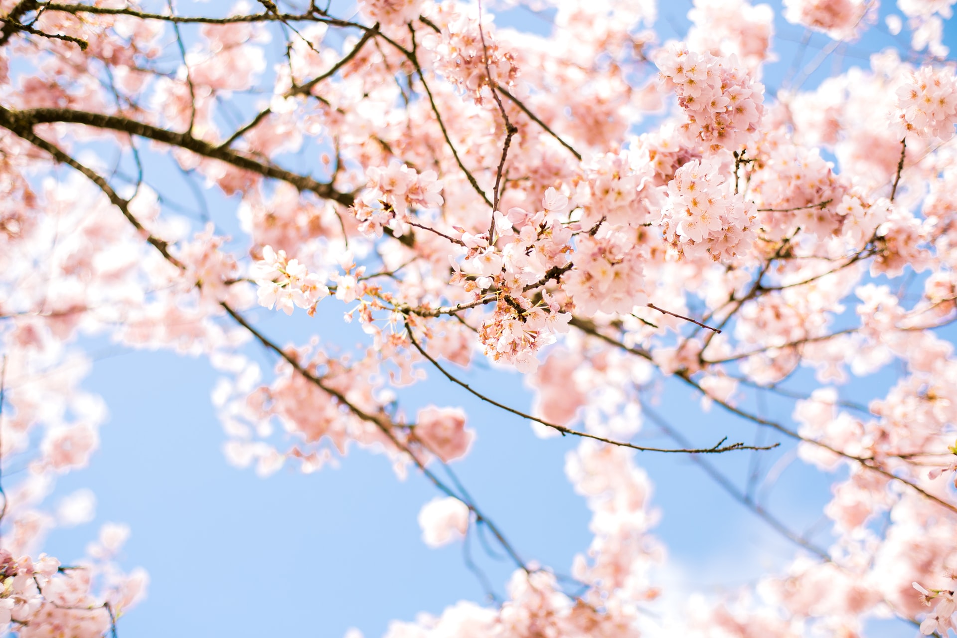 cherry blossoms