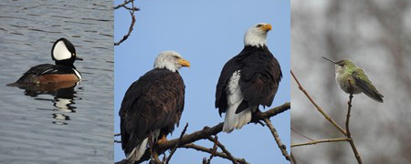 Birds